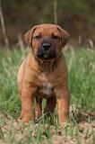TOSA INU 415
